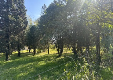 TERRENO AVENIDA CONSTITUCION APTO RESIDENCIAL O COMERCIAL Galpon / duplex 